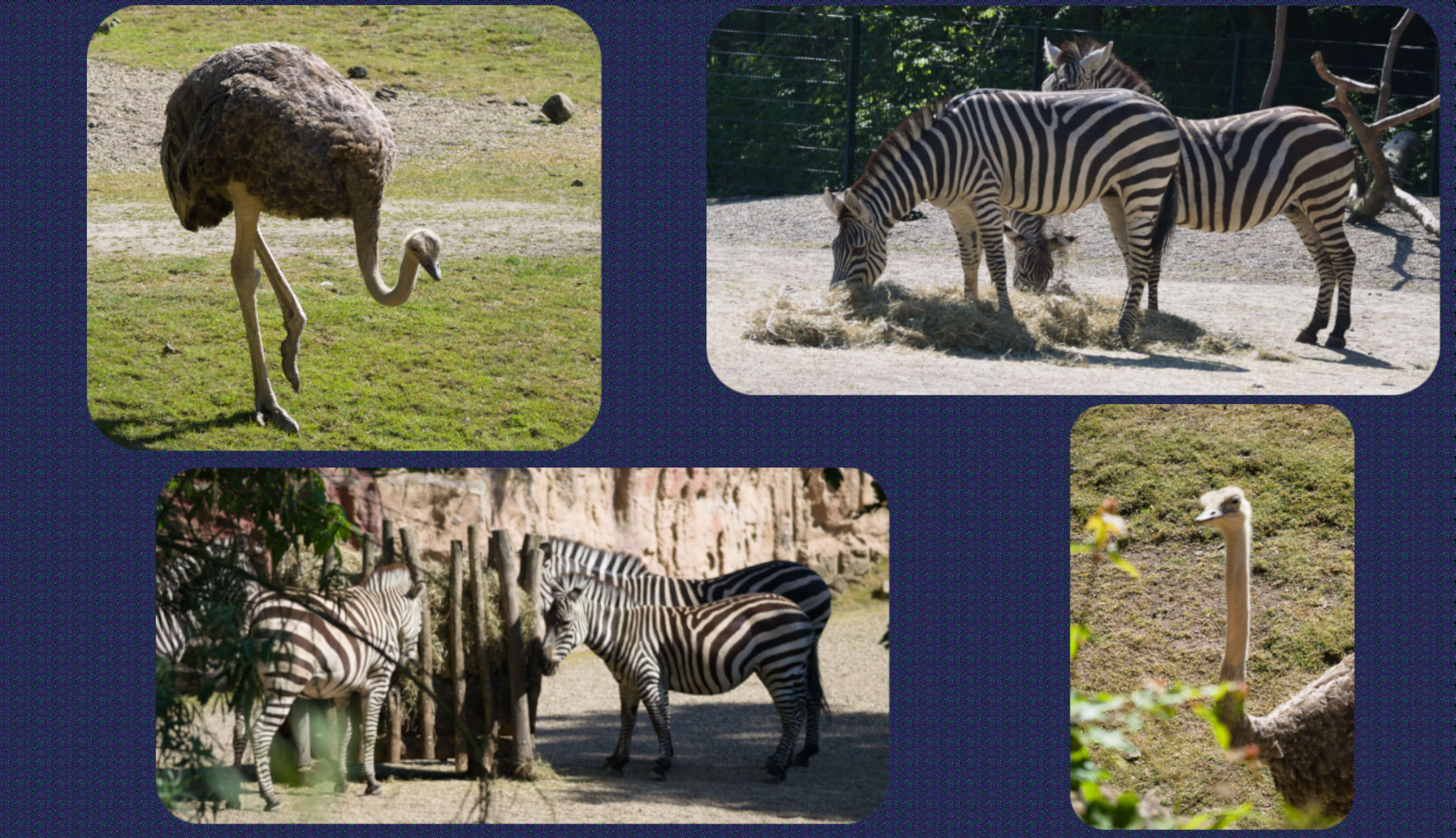 ZOOM Erlebniswelt Zebras und Strauß